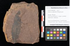 Foto (Objekt + Etikett) von Quercus palaeoilex Ettingshausen (NHMW-GEO-2024-0188-0861)